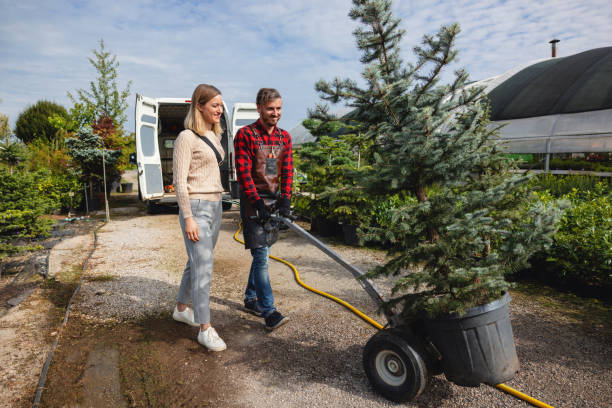 The Steps Involved in Our Tree Care Process in Randallstown, MD